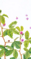 含羞草唯美图片，含羞草叶子花朵唯美摄影图片