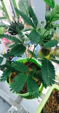 含羞草唯美图片，含羞草叶子花朵唯美摄影图片