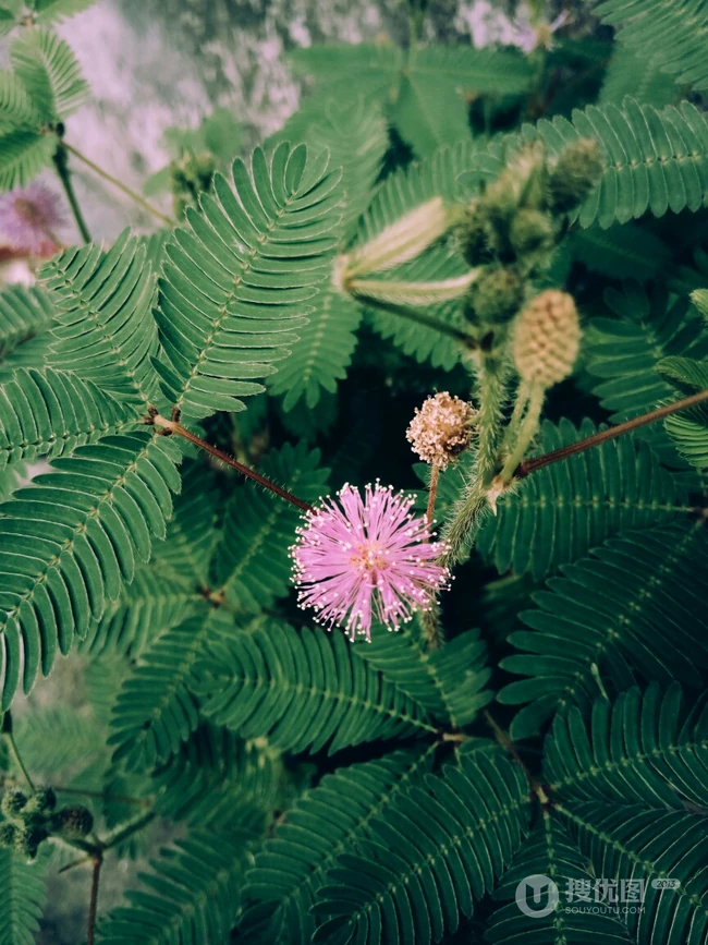 含羞草唯美图片，含羞草叶子花朵唯美摄影图片