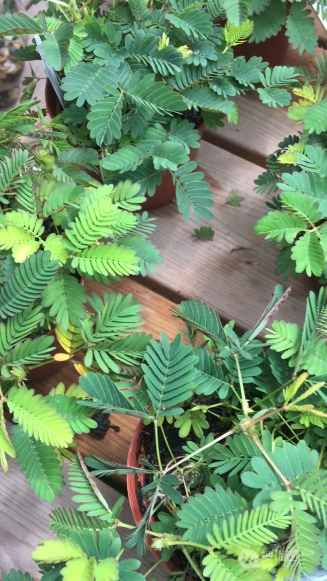 含羞草唯美图片，含羞草叶子花朵唯美摄影图片