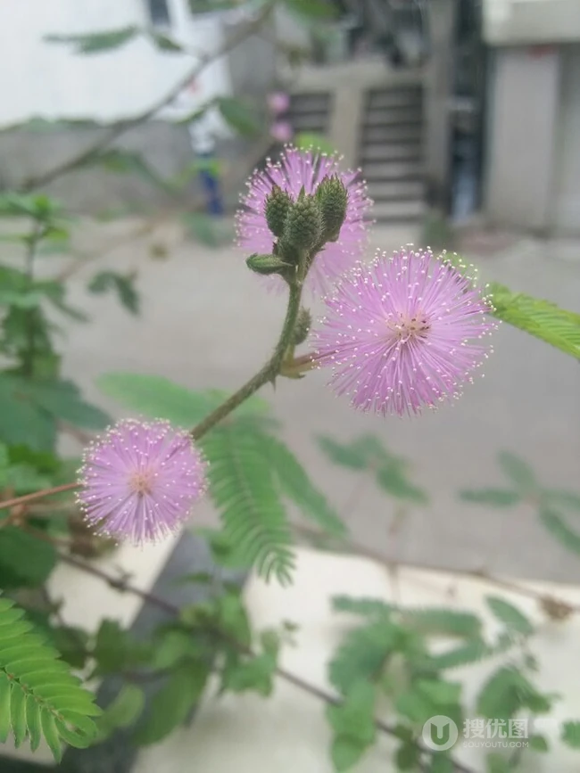 含羞草唯美图片，含羞草叶子花朵唯美摄影图片