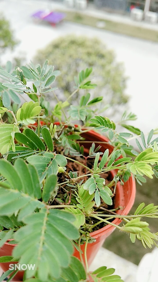 含羞草唯美图片，含羞草叶子花朵唯美摄影图片