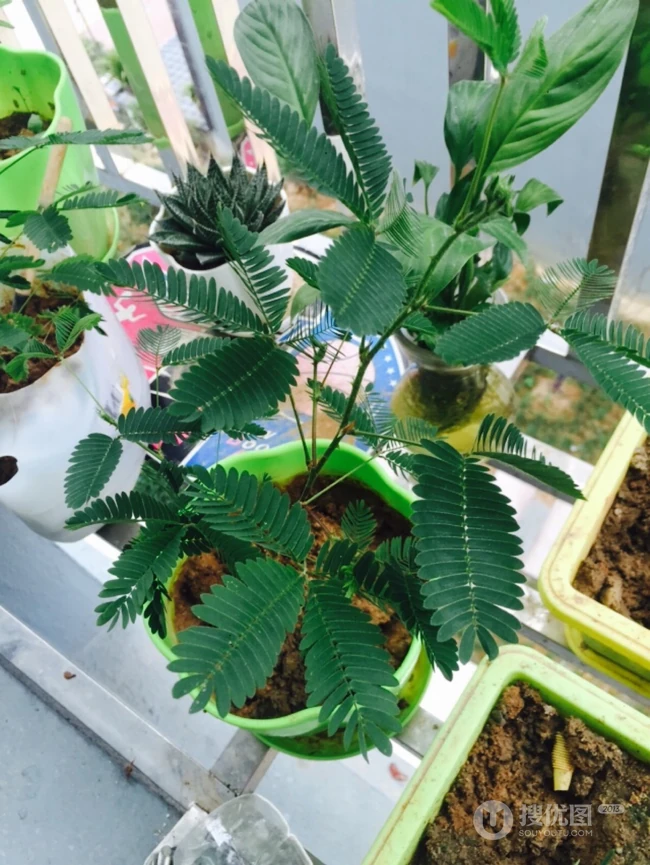 含羞草唯美图片，含羞草叶子花朵唯美摄影图片