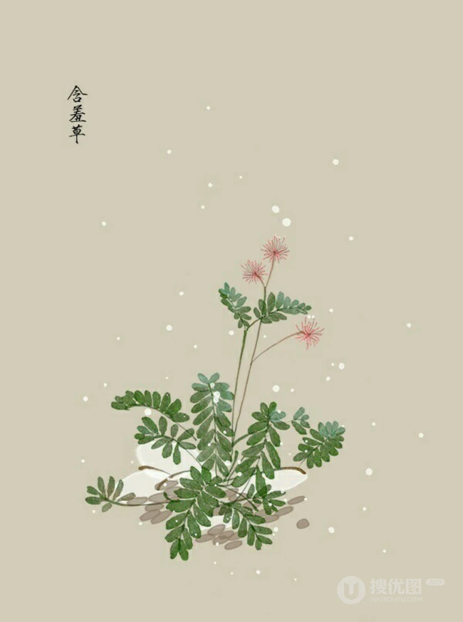 含羞草唯美图片，含羞草叶子花朵唯美摄影图片