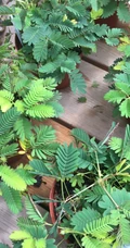 含羞草唯美图片，含羞草叶子花朵唯美摄影图片