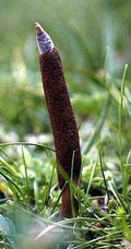 冬虫夏草图片，长在土里新鲜的冬虫夏草花唯美图片