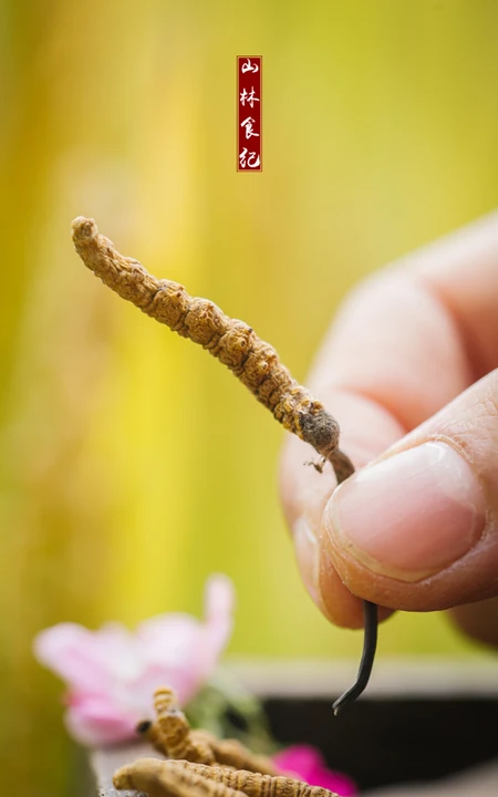 冬虫夏草图片，长在土里新鲜的冬虫夏草花唯美图片