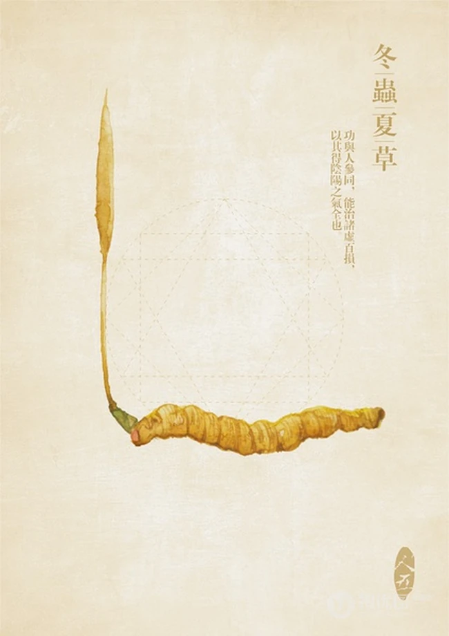 冬虫夏草图片，长在土里新鲜的冬虫夏草花唯美图片