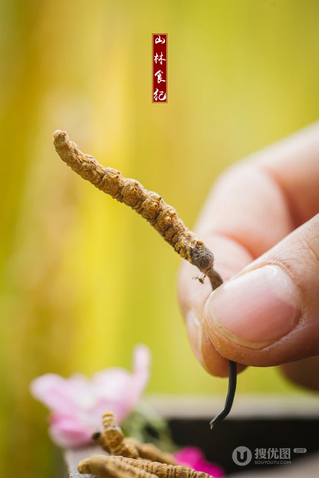 冬虫夏草图片，长在土里新鲜的冬虫夏草花唯美图片