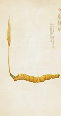 冬虫夏草图片，长在土里新鲜的冬虫夏草花唯美图片