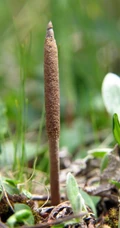 冬虫夏草图片，长在土里新鲜的冬虫夏草花唯美图片