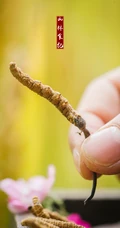 冬虫夏草图片，长在土里新鲜的冬虫夏草花唯美图片