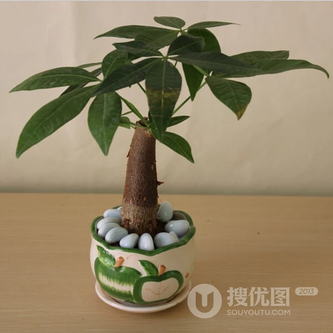 发财树图片，传说中的木棉科小乔木&ldquo;发财树&rdquo;清新图片