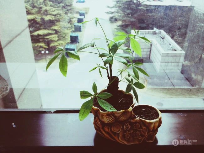 发财树图片，传说中的木棉科小乔木&ldquo;发财树&rdquo;清新图片