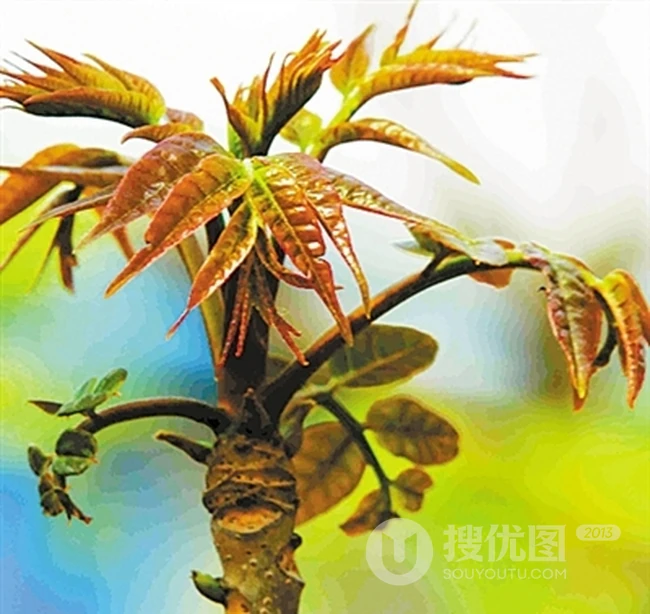 香椿树图片，春上春树，可以吃的树叶香椿树图片欣赏