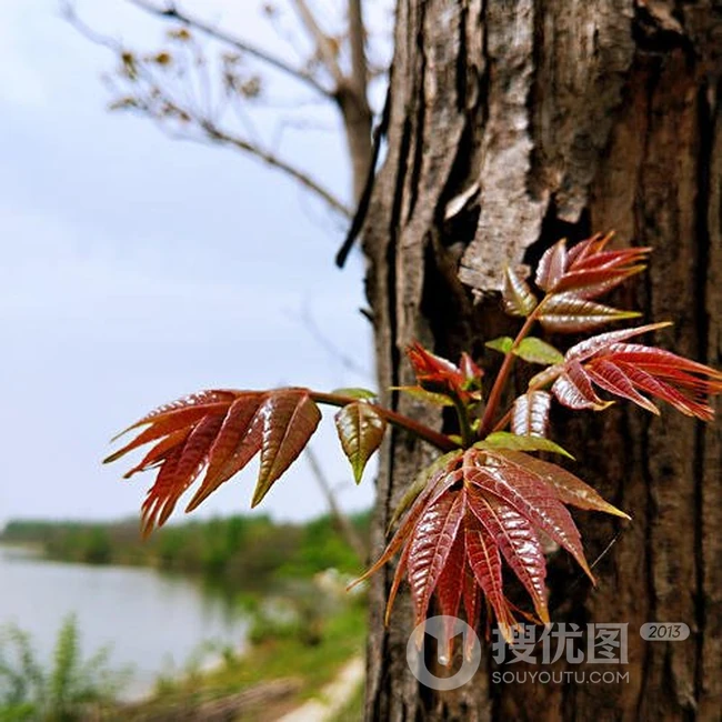 香椿树图片，春上春树，可以吃的树叶香椿树图片欣赏
