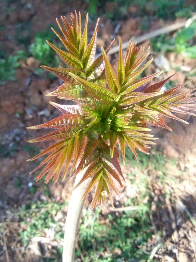 香椿树图片，春上春树，可以吃的树叶香椿树图片欣赏