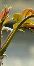 香椿树图片，春上春树，可以吃的树叶香椿树图片欣赏