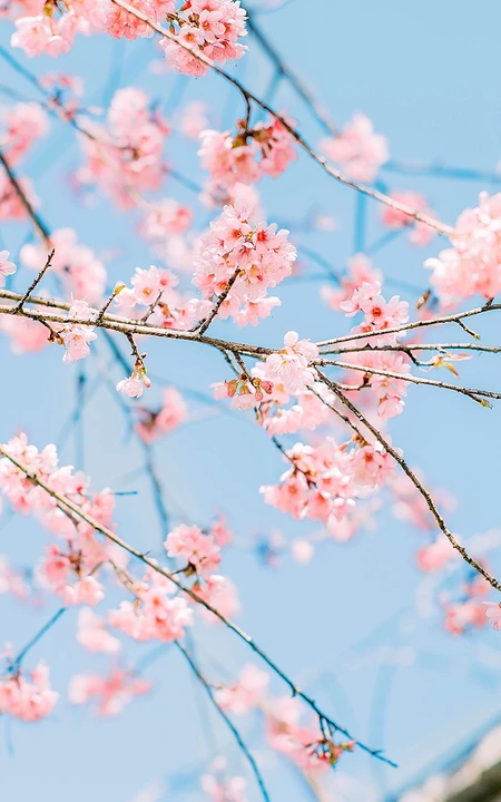 粉红的梅花，晴天下的梅花高清手机壁纸