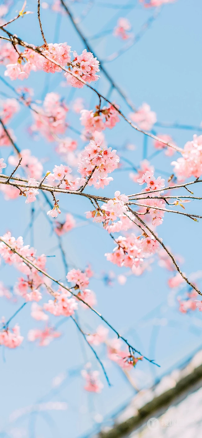 粉红的梅花，晴天下的梅花高清手机壁纸