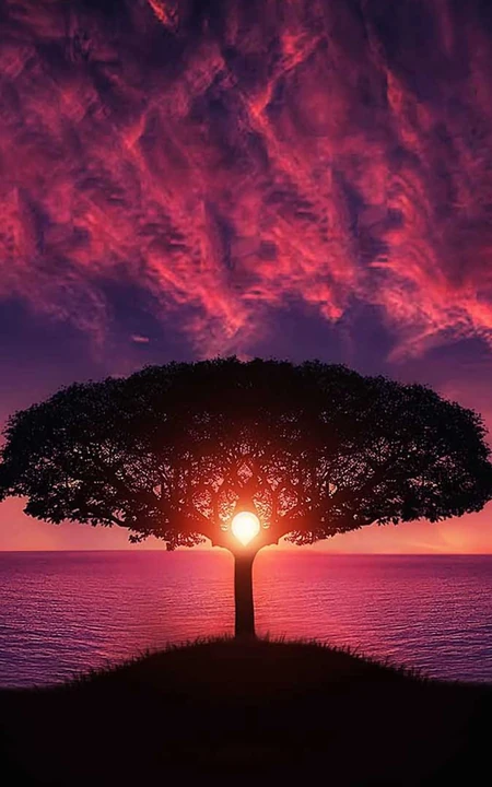 火红的夕阳下，湖边的一颗伞型大树唯美手机壁纸免费下载