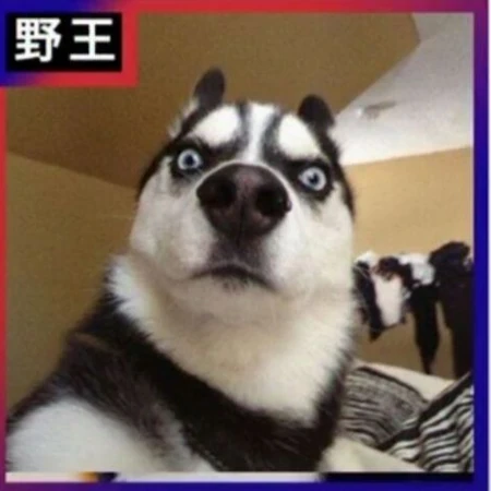 宠物二哈的搞笑表情开黑头像