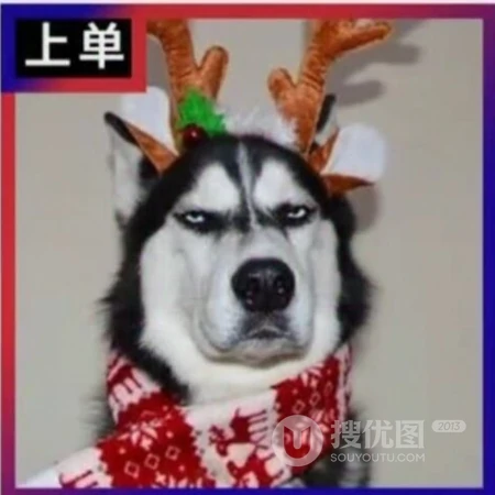 宠物二哈的搞笑表情开黑头像