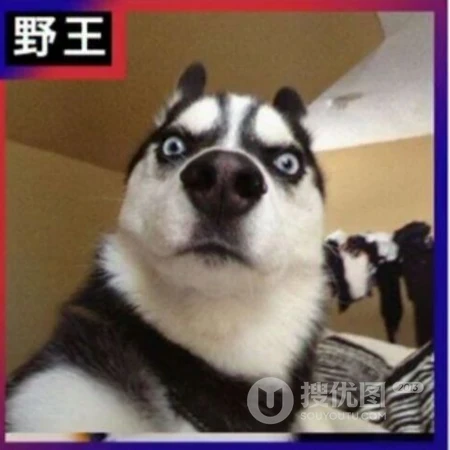 宠物二哈的搞笑表情开黑头像