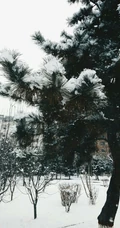 松树，雪松唯美摄影图片