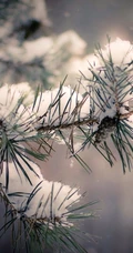 松树，雪松唯美摄影图片