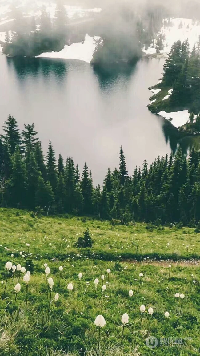 松树，雪松唯美摄影图片