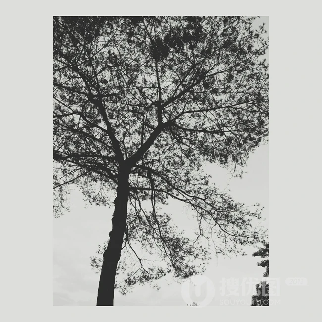 松树，雪松唯美摄影图片
