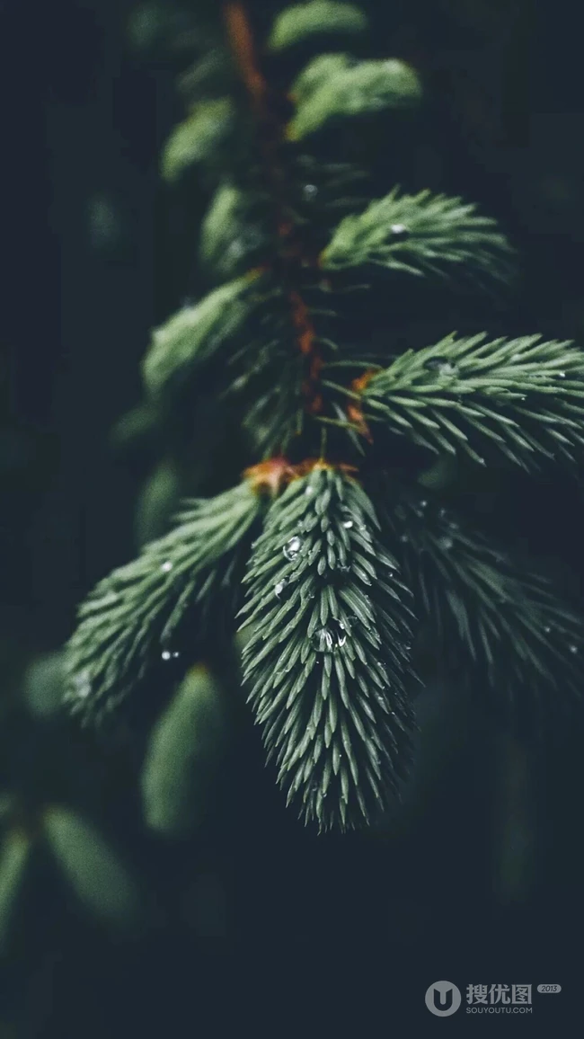 松树，雪松唯美摄影图片
