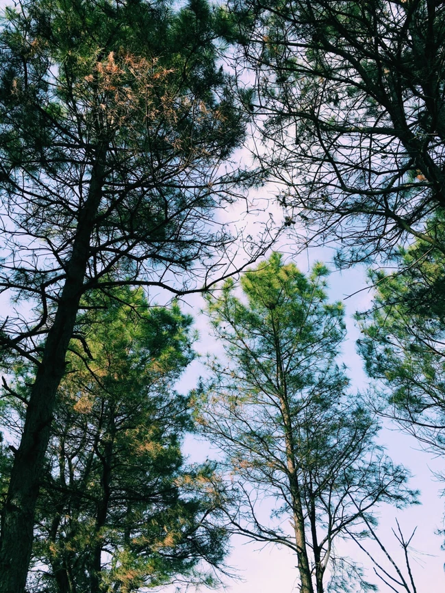 松树，雪松唯美摄影图片