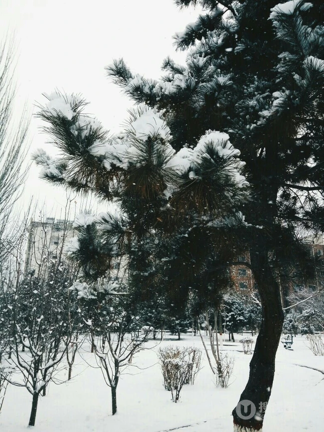 松树，雪松唯美摄影图片