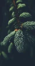 松树，雪松唯美摄影图片