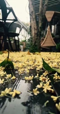 桂花，桂花树唯美摄影图片