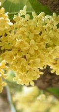 桂花，桂花树唯美摄影图片