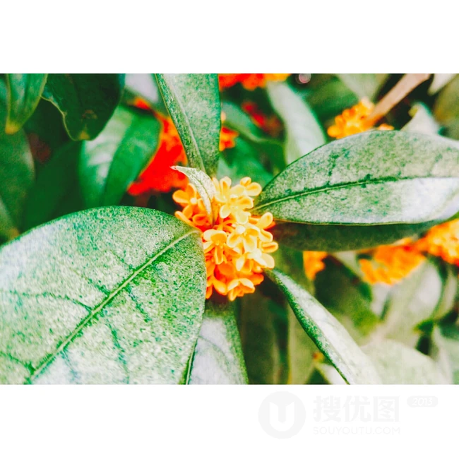 桂花，桂花树唯美摄影图片