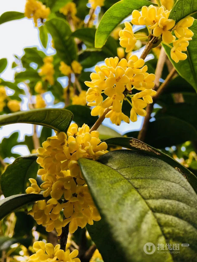 桂花，桂花树唯美摄影图片