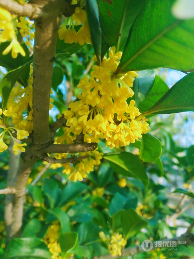 桂花，桂花树唯美摄影图片
