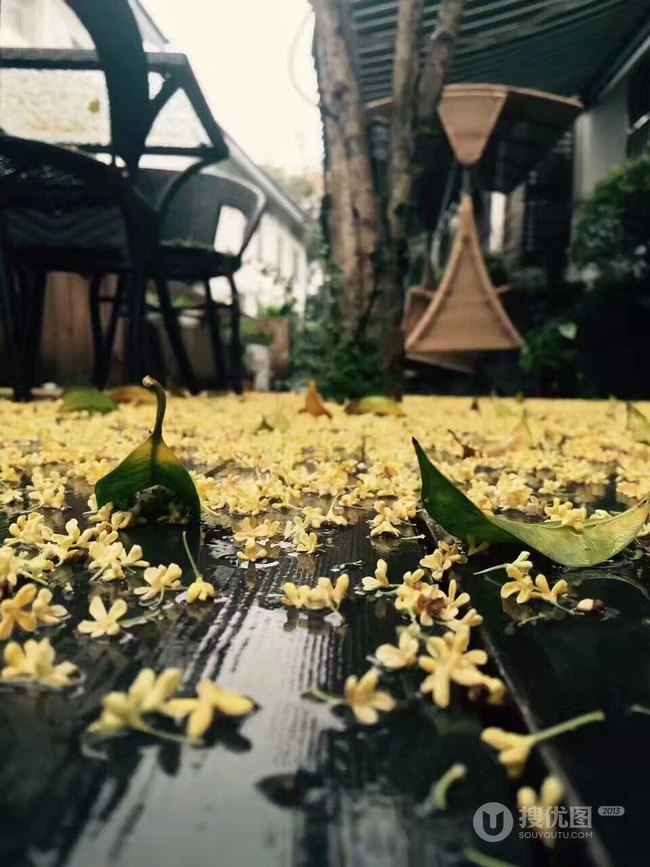 桂花，桂花树唯美摄影图片