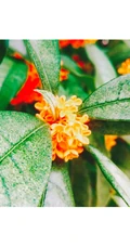 桂花，桂花树唯美摄影图片