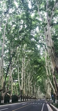 梧桐树，梧桐树叶，各个季节的梧桐树唯美摄影图片