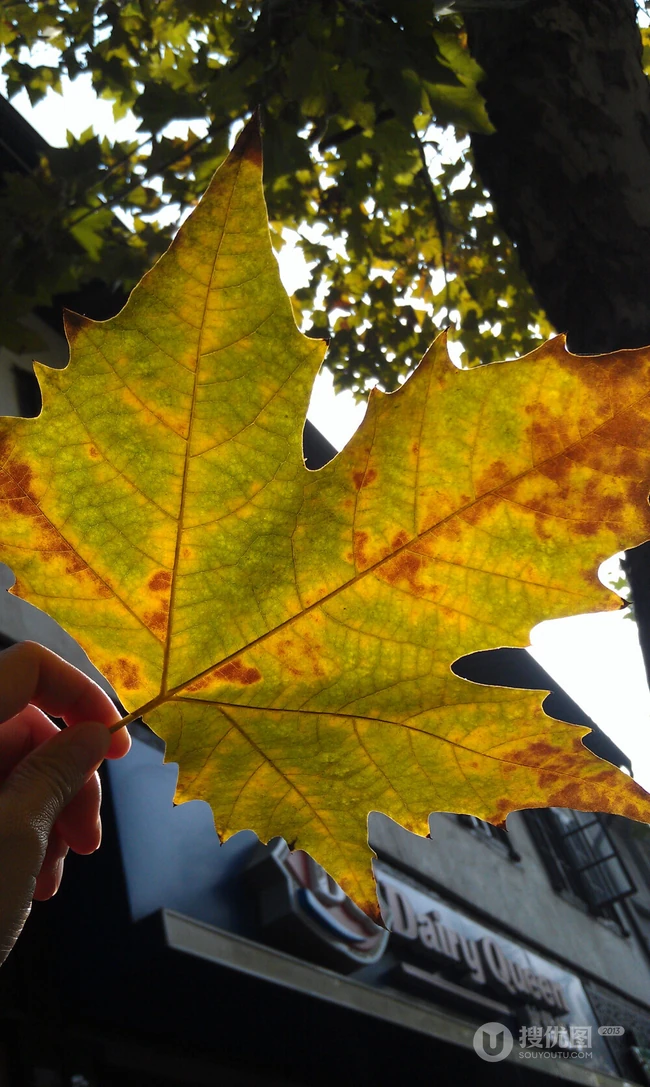 梧桐树，梧桐树叶，各个季节的梧桐树唯美摄影图片
