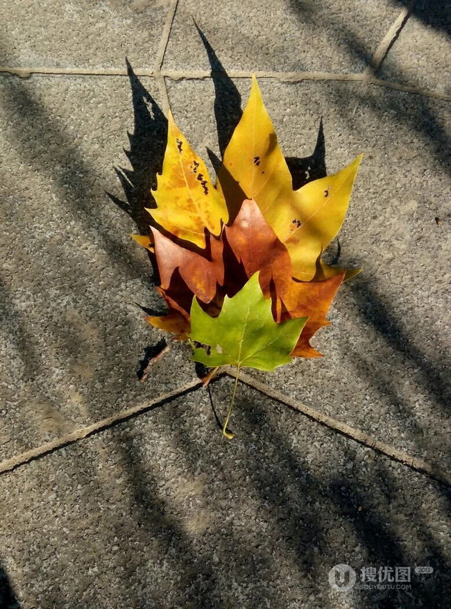 梧桐树，梧桐树叶，各个季节的梧桐树唯美摄影图片