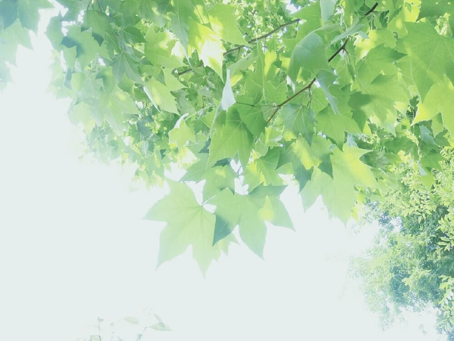 梧桐树，梧桐树叶，各个季节的梧桐树唯美摄影图片
