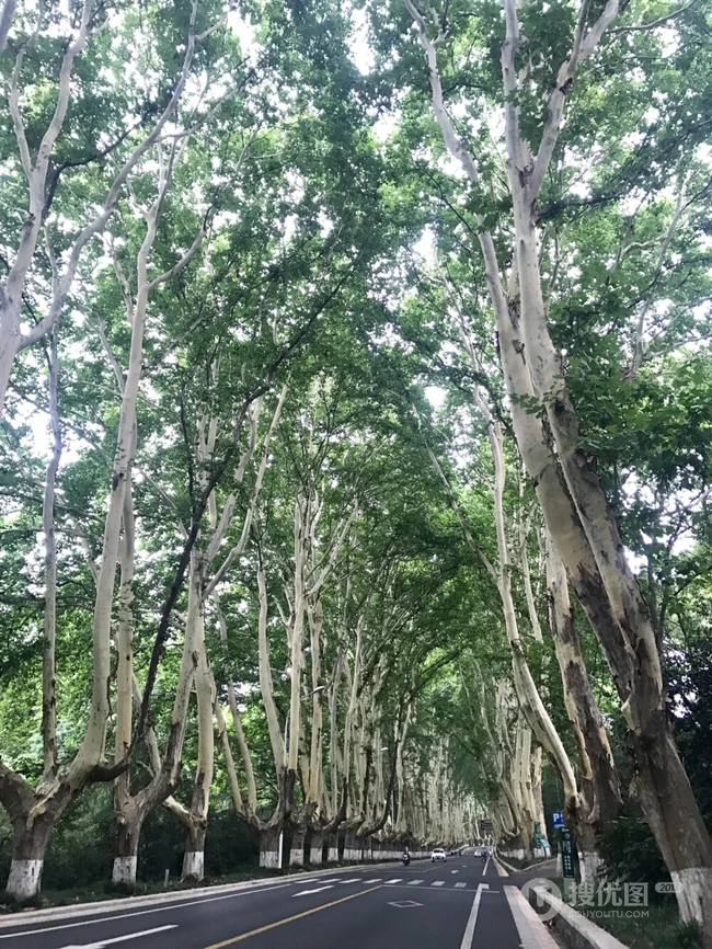 梧桐树，梧桐树叶，各个季节的梧桐树唯美摄影图片