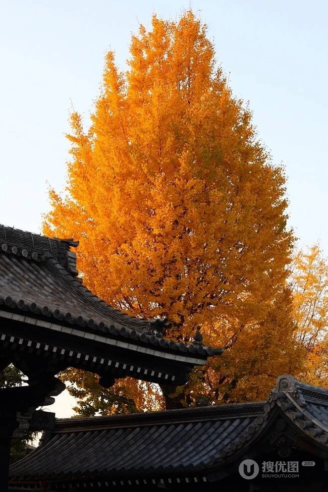 梧桐树，梧桐树叶，各个季节的梧桐树唯美摄影图片