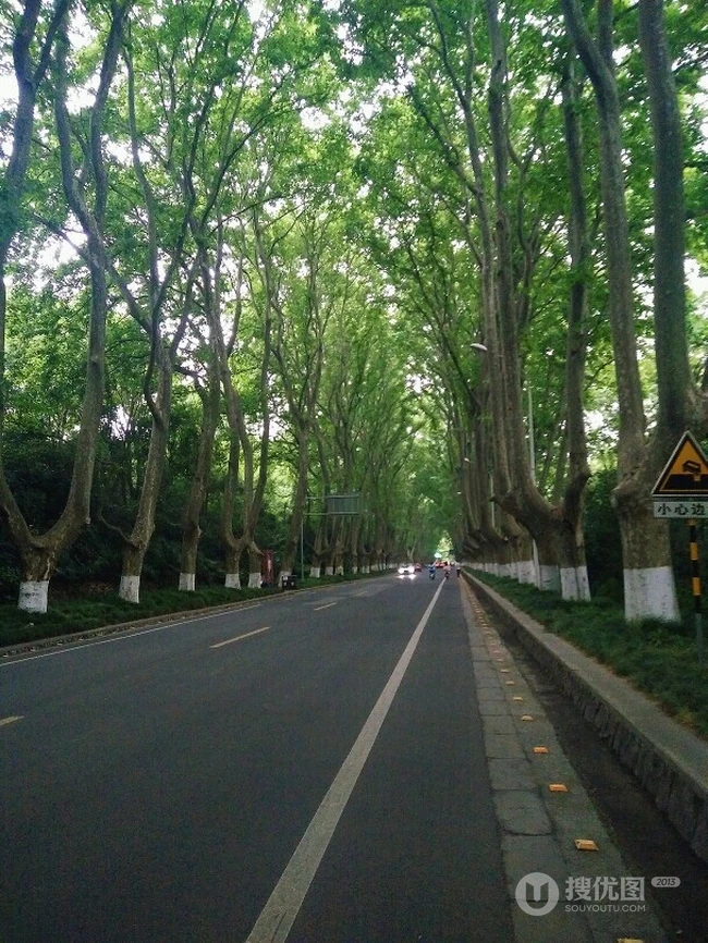 梧桐树，梧桐树叶，各个季节的梧桐树唯美摄影图片